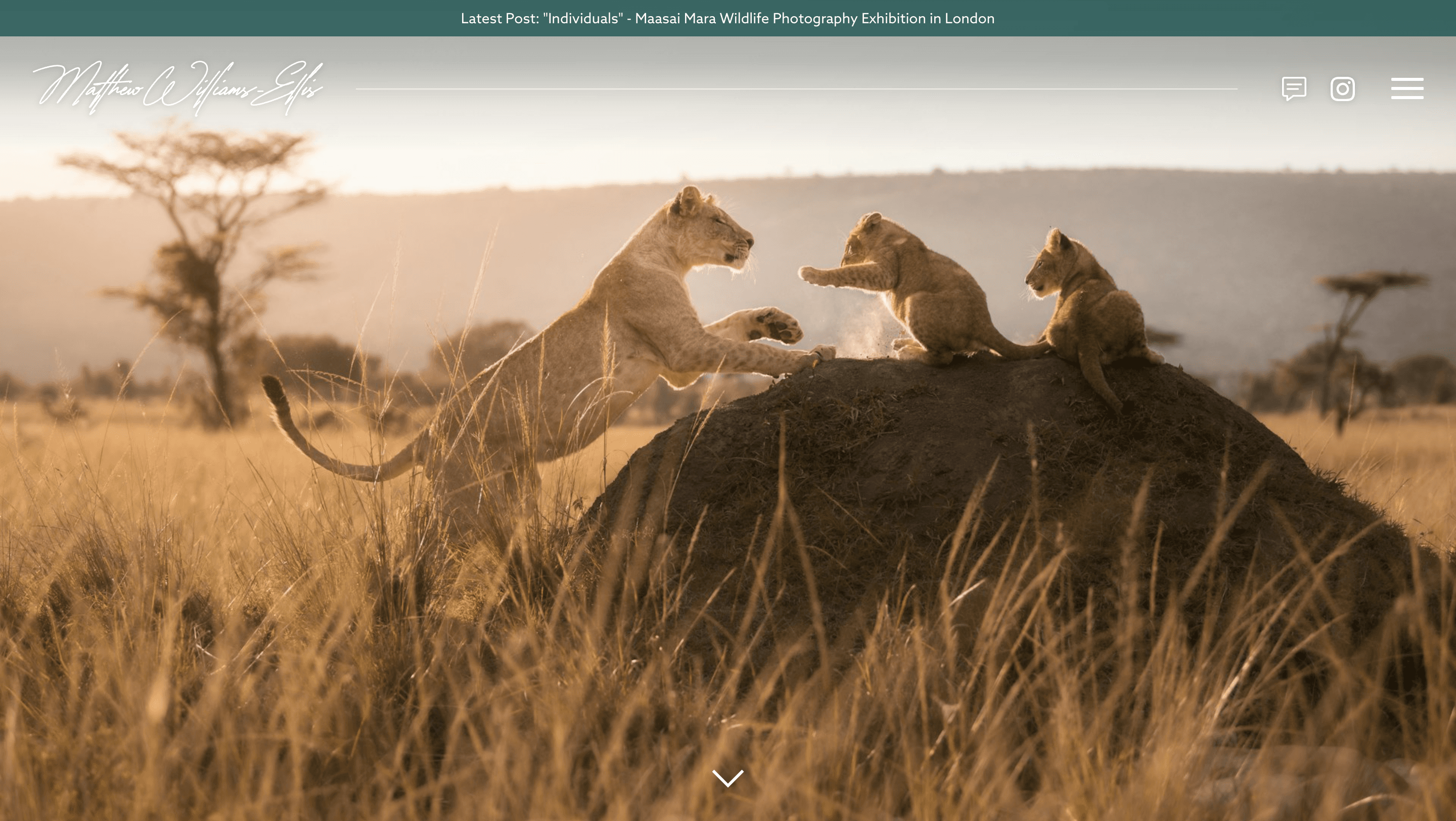 Screenshot of www.matthewwilliams-ellis.com showing a lioness and cubs